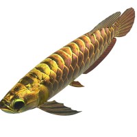 博雅工道BG-5金龍魚(yú)型仿生機(jī)器人